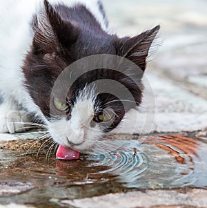 Cute cat drinks water.