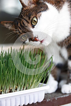 Cute cat eating cat grass