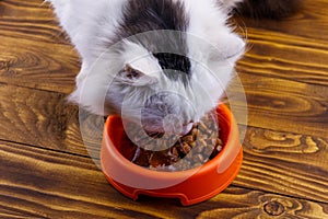 Cute cat eating his food from orange plastic bowl