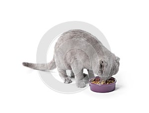 Cute cat eating pet food from bowl on white background