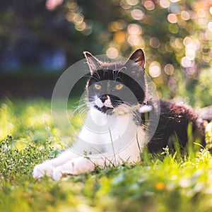 Cute cat is enjoying the summer. Black white cat is lying in the grass of the own garden, blurry colorful background