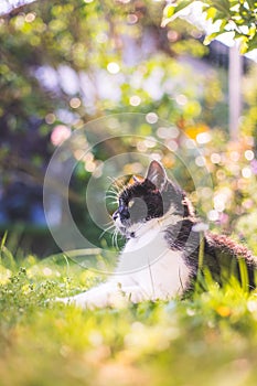 Cute cat is enjoying the summer. Black white cat is lying in the grass of the own garden, blurry colorful background