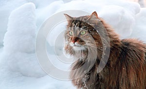 Beautiful long haired cat in snow photo