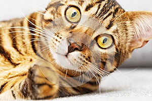 Cute cat face Close up, Bengal kitten is looking at camera. Selective focus