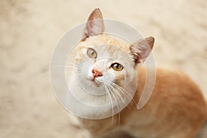 Cute cat face close up