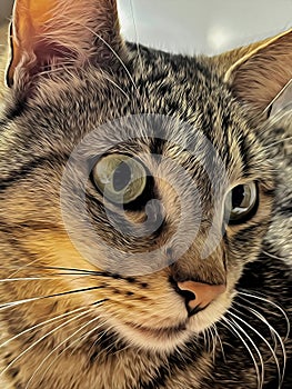 Cute cat face digital oil painting