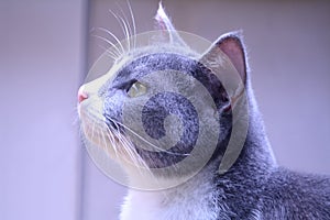 Cute cat face looking something