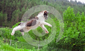 Cute cat flying and jumping in the nature.