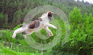 Lindo gato volador a saltando en naturaleza 