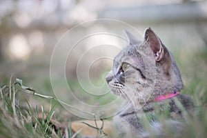 Cute cat in the garden