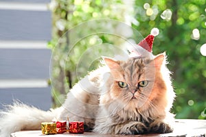 Cute cat , Golden cat Chinchilla in red christmas hats. photo
