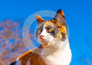 Cute Cat in Greece