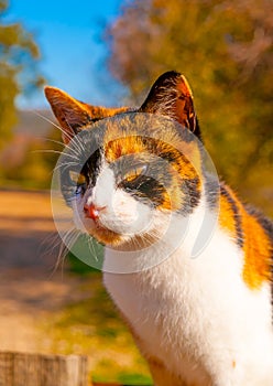 Cute Cat in Greece