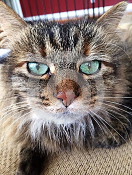 Cute cat with green eyes