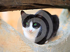 Cute cat with green eyes