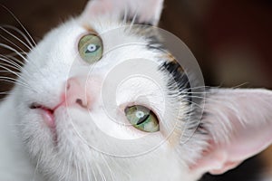 Cute Cat with Green Eyes Close-Up