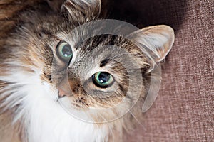 Cute cat with green eyes looking up