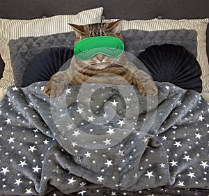Cat with a sleep mask in the bed 2