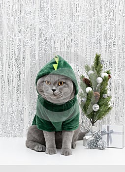 Cute cat in green hoodie with silver Christmas decorations. British cat in a green dragon costume. The symbol of the year 2024.