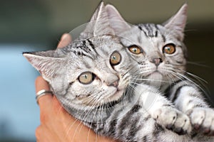 Cute cat in the hand