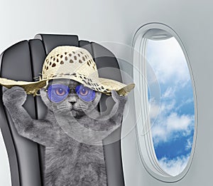 Cute cat in hat on board of airplain