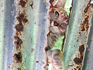 Cute cat hiding behind the rusty zinc roof at Asian