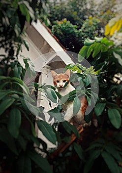 A cute cat hiding behind a tree