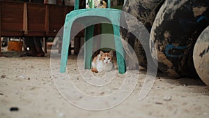 Cute cat hiding under the chair