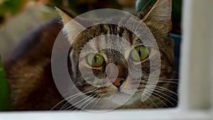 A cute cat with huge beautiful green eyes looks warily among greenery