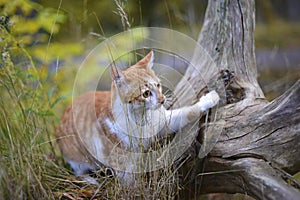 Cute cat hunts in the forest