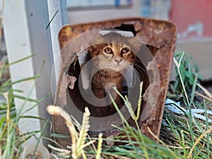 Cute cat inside a rusty box