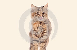 Cute cat isolated on the white