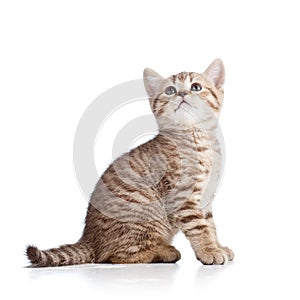 Cute cat kitten looking up on white background