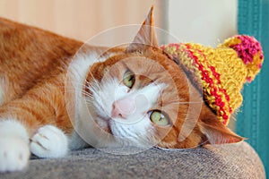 Cute cat in a knitted hat photo