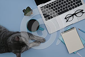 Cute cat, laptop computer, coffee cup and notebook on blue background.