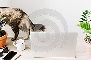 cute cat and laptop on wooden desktop with phone, notebook, coffee cup and plant in stylish modern room. Freelance concept.
