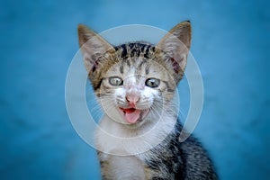 Cute cat laughing and sticking