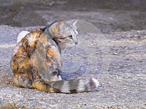 Cute cat lay down on the ground