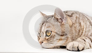 Cute cat lay down  on white  background  thinking and looking outside with beautiful yellow eyes,copy space for text
