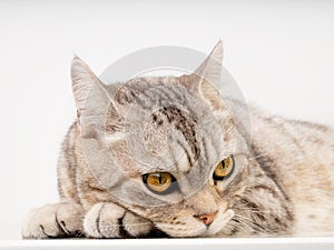 Cute cat lay down  on white  background  thinking and looking outside with beautiful yellow eyes,copy space for text