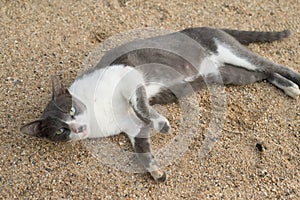 Cat laydown on sand