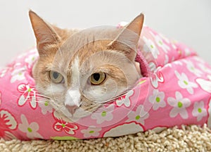 Cute cat laying down