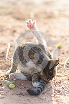 Cute cat lick and washing itself