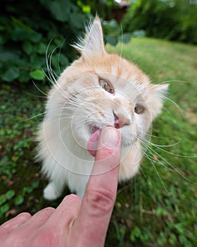 Cute cat licking finger outdoors in the green