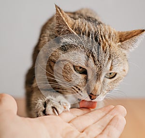 Cute cat licking a man's hand, friendship.