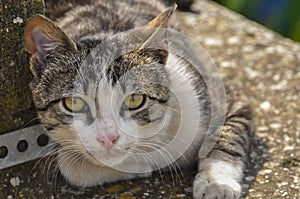 Cute cat lie down on the concrete. Lazy cat sit on concrete. Portrait of cat on the ground