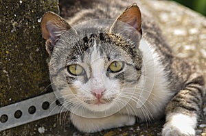 Cute cat lie down on the concrete. Lazy cat sit on concrete. Portrait of cat on the ground