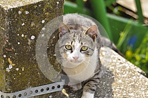 Cute cat lie down on the concrete. Lazy cat sit on concrete. Portrait of cat on the ground