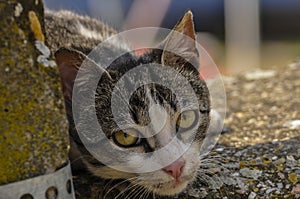 Cute cat lie down on the concrete. Lazy cat sit on concrete. Portrait of cat on the ground