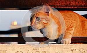 Cute cat lie down among two railing bar of wall with emotion face